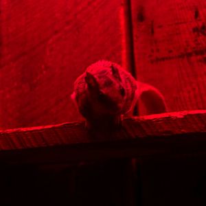 Northern flying squirrel (Glaucomys sabrinus)