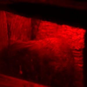 meadow vole (Microtus pennsylvanicus)