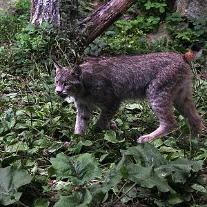 Canada lynx (Lynx canadensis)