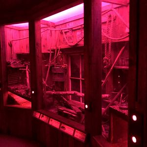 Northern Flying Squirrel & Meadow Vole & Deer Mice exhibit