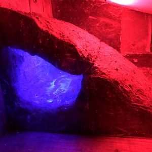 Former home of Star-nosed Mole!