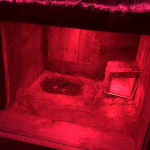 Former home of short-tailed shrew!