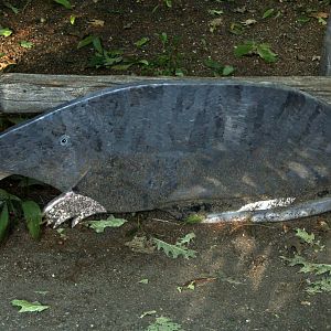 Star-nosed Mole Statue
