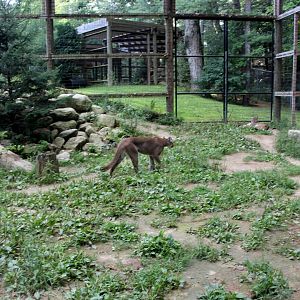 cougar (Puma concolor) exhibit