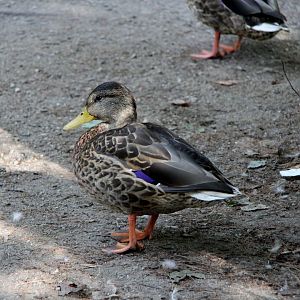 mallard (Anas platyrhynchos) eclipse plumage male