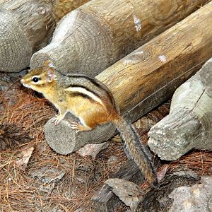 Eastern chipmunk (Tamias striatus) wild