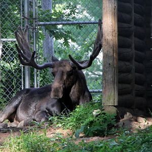 Eastern moose (Alces alces americana)