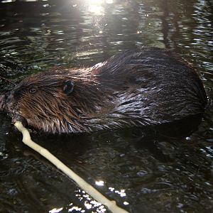 North American beaver (Castor canadensis) at sunset