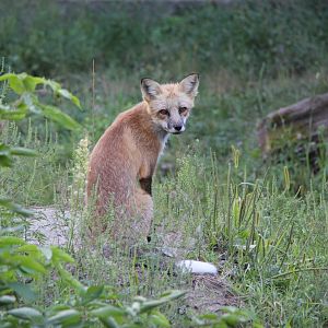 Eastern American red fox (Vulpes vulpes fulvus)