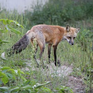 Eastern American red fox (Vulpes vulpes fulvus)