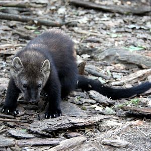fisher (Pekania pennanti)