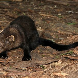 fisher (Pekania pennanti)