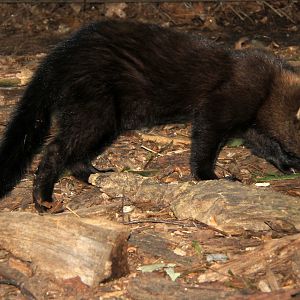fisher (Pekania pennanti)