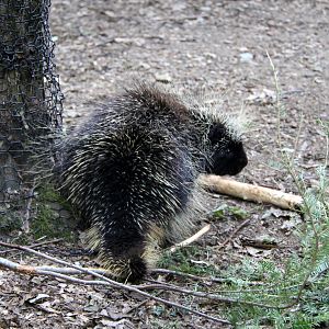 North American porcupine (Erethizon dorsatum)