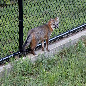 Gray Fox (Urocyon cinereoargenteus borealis)
