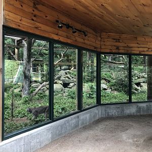 Canadian Lynx Exhibit