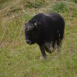 Ovibos moschatus calf