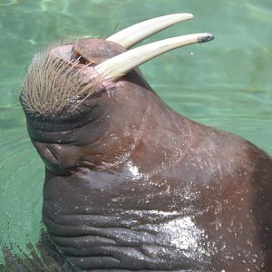 Odobenus rosmarus divergens