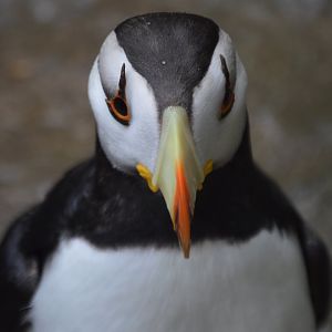 Fratercula corniculata