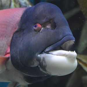 Semicossyphus pulcher