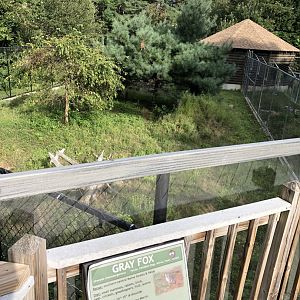 Gray Fox Exhibit
