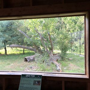 Gray Fox Exhibit