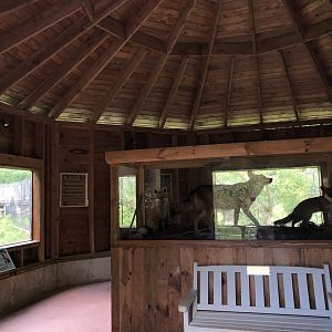 Red & Gray Fox Exhibits