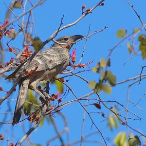 Great bowerbird