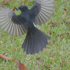 Willie wagtail