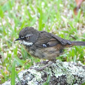 White-browed scrubwren.