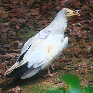 Hawk Arena - Egyptian Vulture