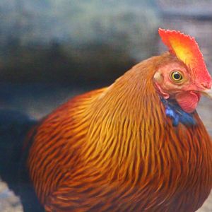 Wings of Asia - Sri Lankan Junglefowl