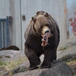 Brown bear Varulven with a piece of meat at Kolmården