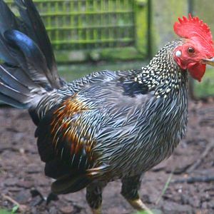 Wings of Asia - Grey Junglefowl