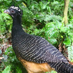 Bare-faced Curassow (hen)