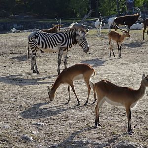 Savannah animals waiting to be let into the stable at Kolmården