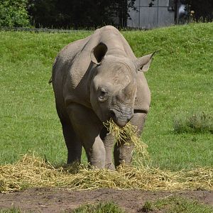 Black rhinoceros