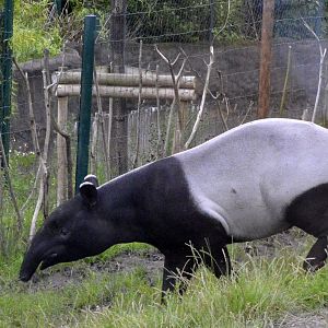 Malayan Tapir