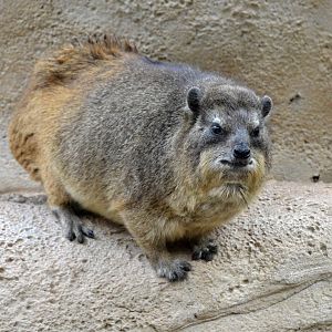 Rock Hyrax