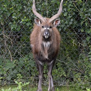 Sitatunga antelope male