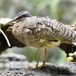 Sunbittern