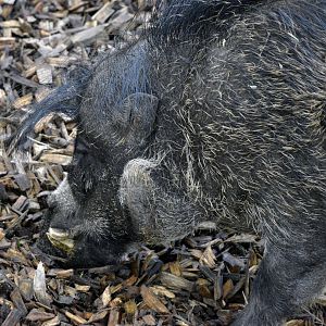 Visayan warty pig
