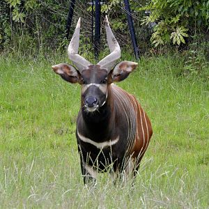 Eastern Bongo