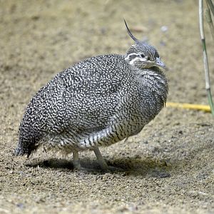 Elegant crested tinamou
