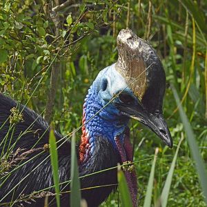 Southern or Double wattled cassowary