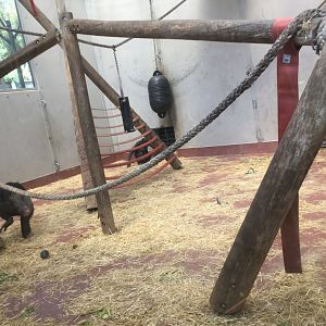 Chimpanzee Night House/Playroom
