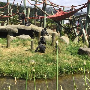 Chimpanzee Park