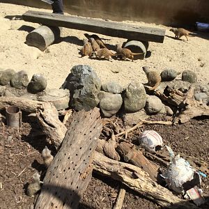 Slender-tailed meerkat (Suricata suricatta)