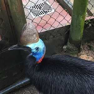 Southern cassowary (Casuarius casuarius)