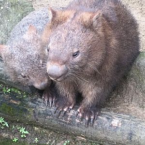 Common wombat (Vombatus ursinus)